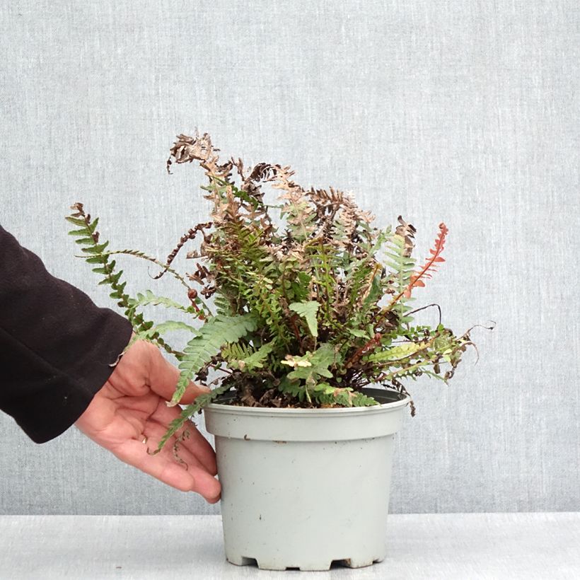 Example of Doodia media - Fougère râpe Pot de 2L/3L as you get in printemps