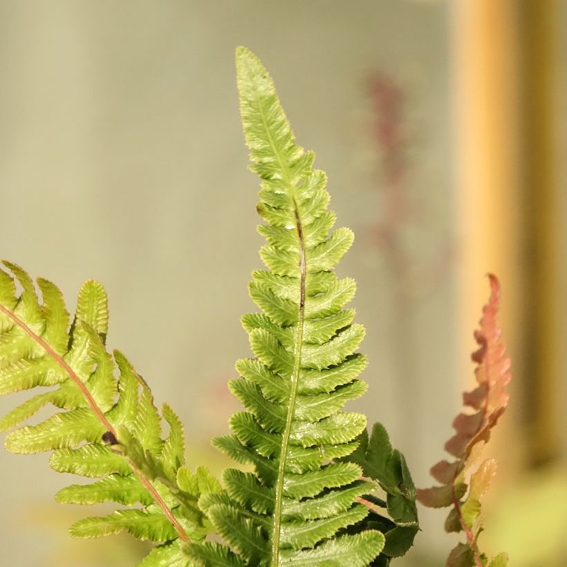 Doodia media - Fougère râpe (Foliage)