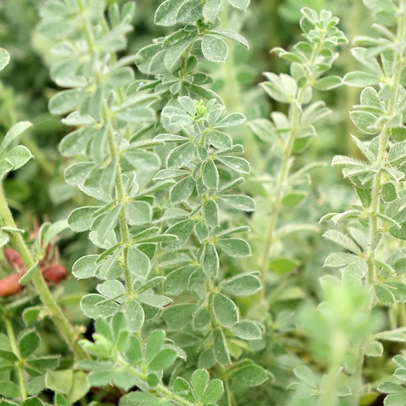 Dorycnium hirsutum Frejorgues (Foliage)