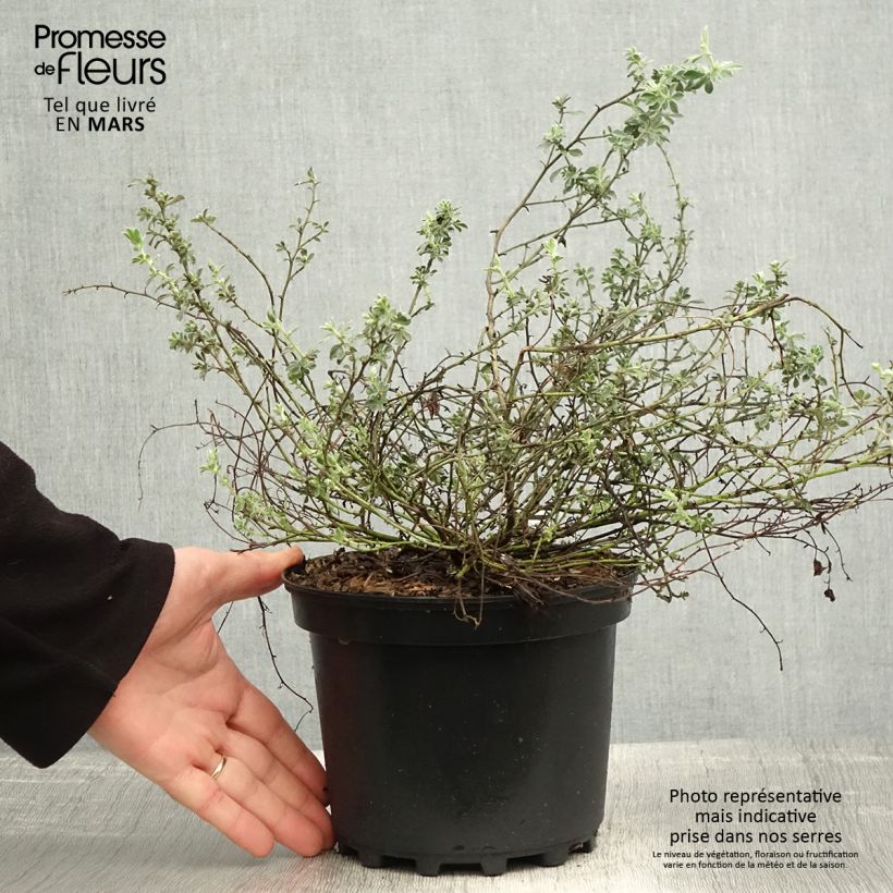Example of Dorycnium hirsutum Frejorgues Pot de 3L/4L as you get in printemps