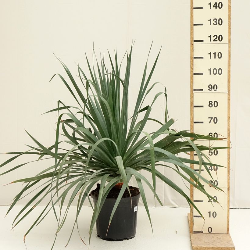 Spécimen de Dracaena draco - Dragonnier des Canaries Pot de 18L/20L tel que livré au printemps