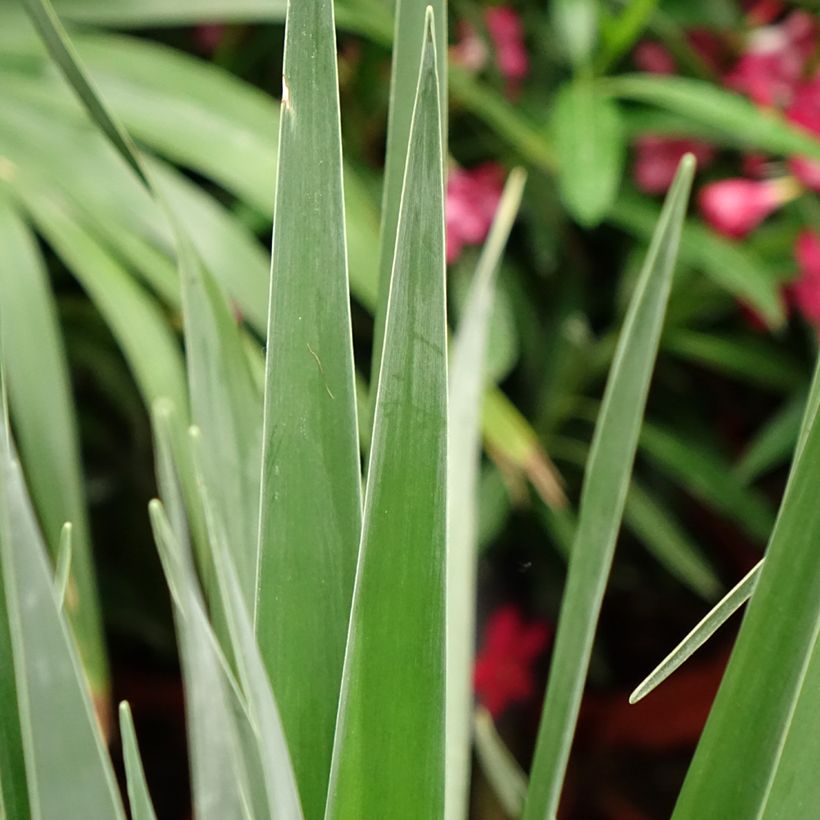 Dracaena draco - Dragonnier des Canaries (Feuillage)