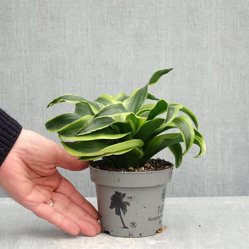 Spécimen de Dracaena Dragontree Tornado - Dragonnier  Pot de 12 cm / 13 cm tel que livré au printemps