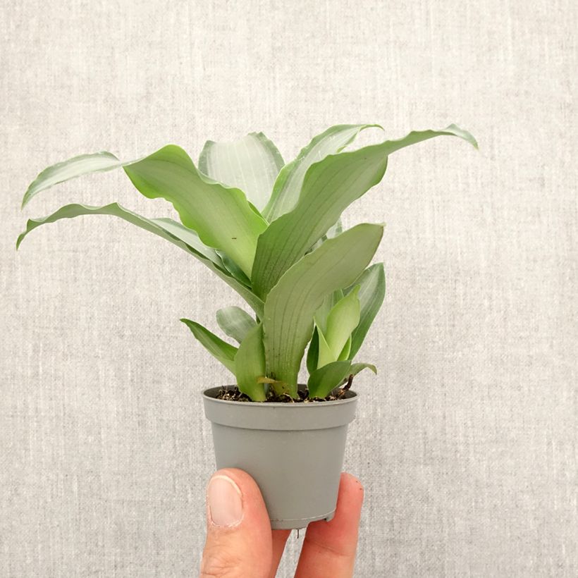 Example of Dracaena Hawaii - Dragonnier  Mini-plante as you get in printemps