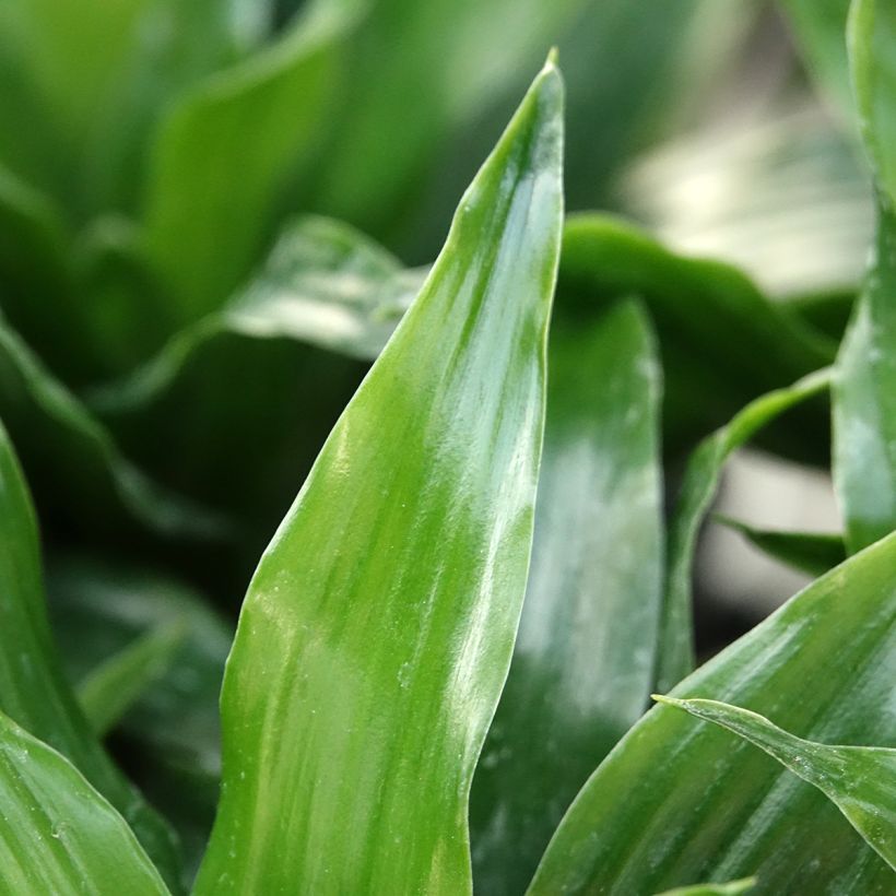 Dracaena Janet Craig - Dragonnier  (Feuillage)