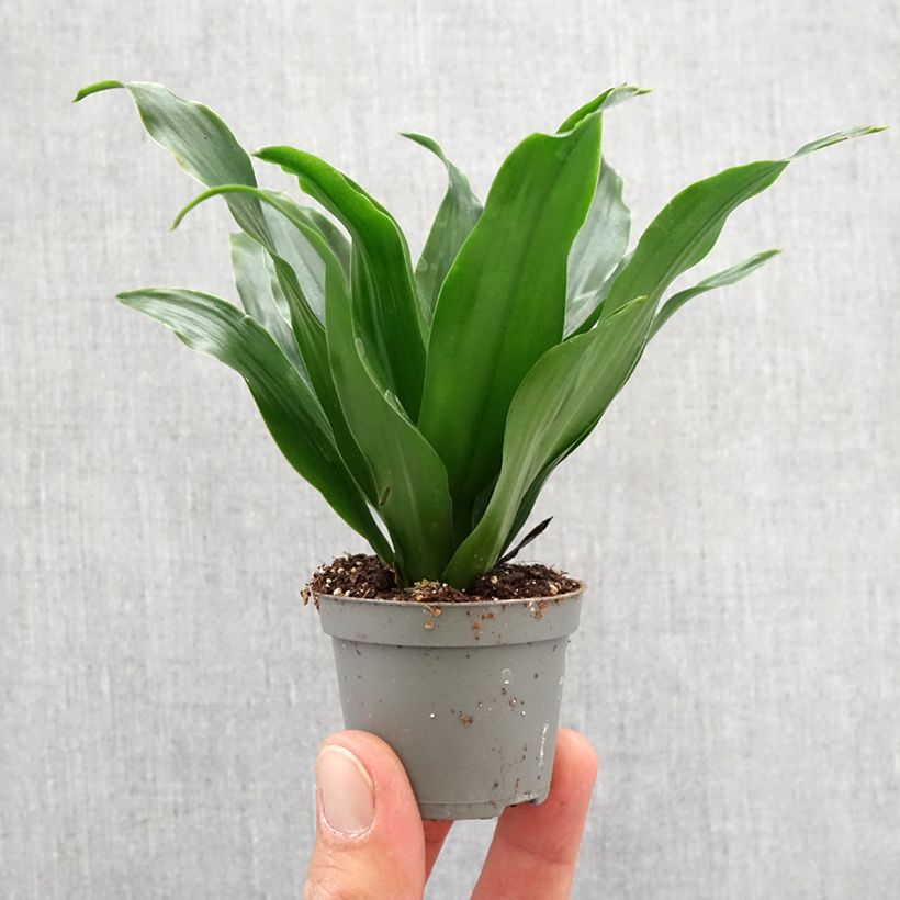 Example of Dracaena Janet Craig - Dragonnier  Mini-plante as you get in printemps