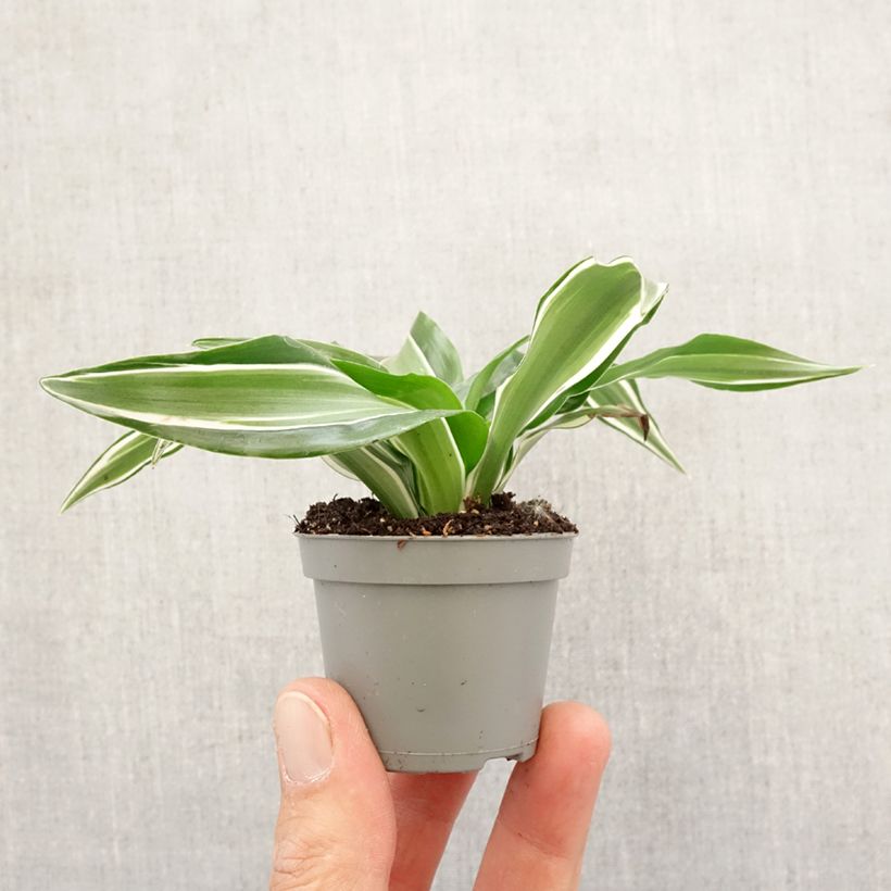 Example of Dracaena Kanzi - Dragonnier Mini-plante as you get in printemps