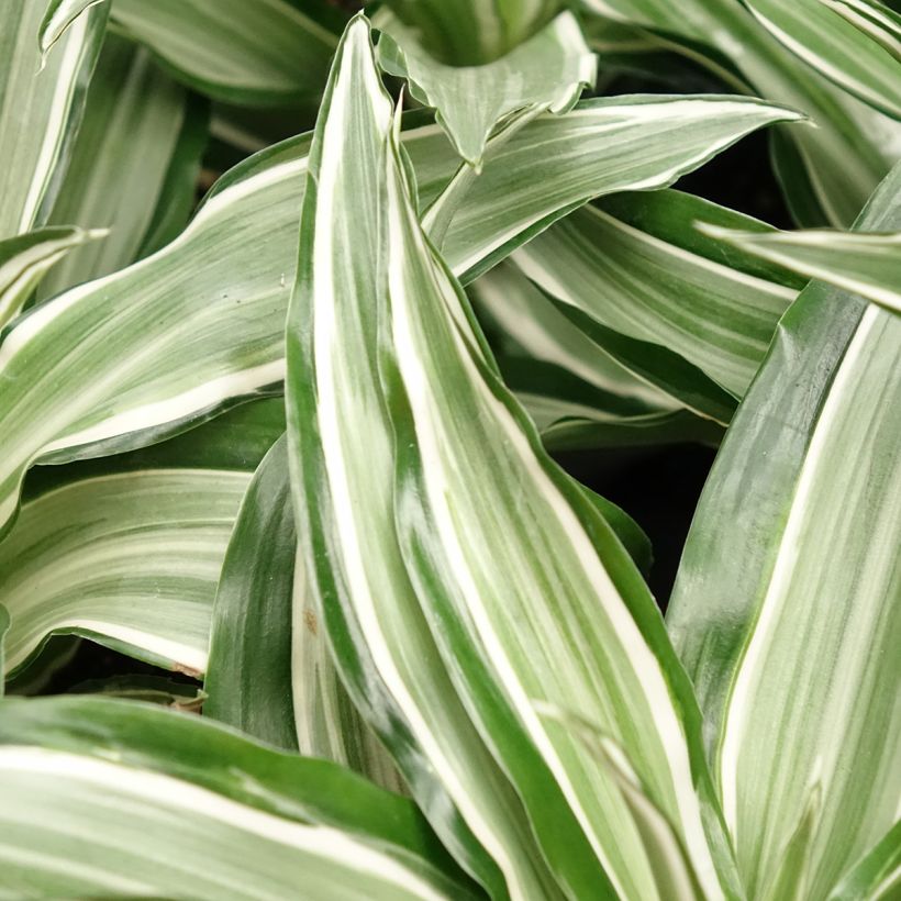 Dracaena Kanzi - Dragonnier (Foliage)
