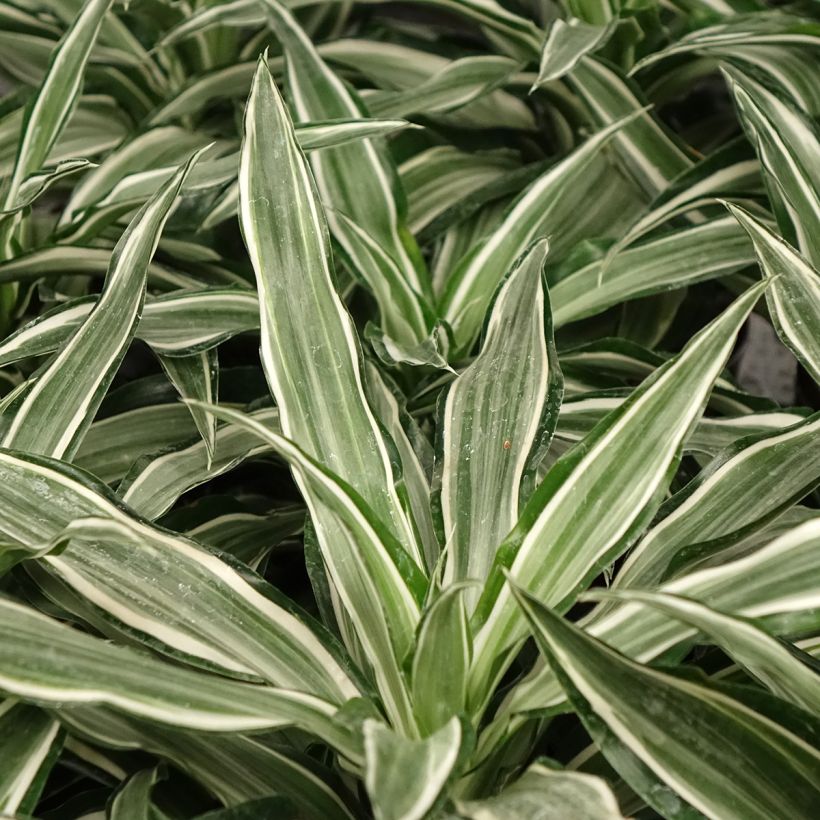 Dracaena Kanzi - Dragonnier (Feuillage)