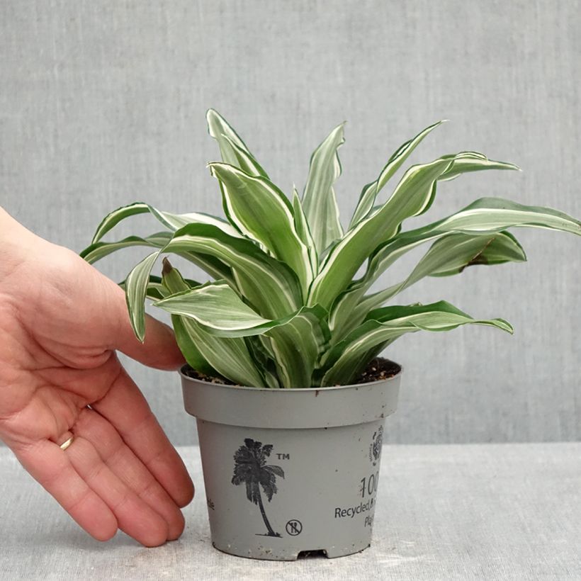 Example of Dracaena Kanzi - Dragonnier Pot de 12 cm / 13 cm as you get in printemps
