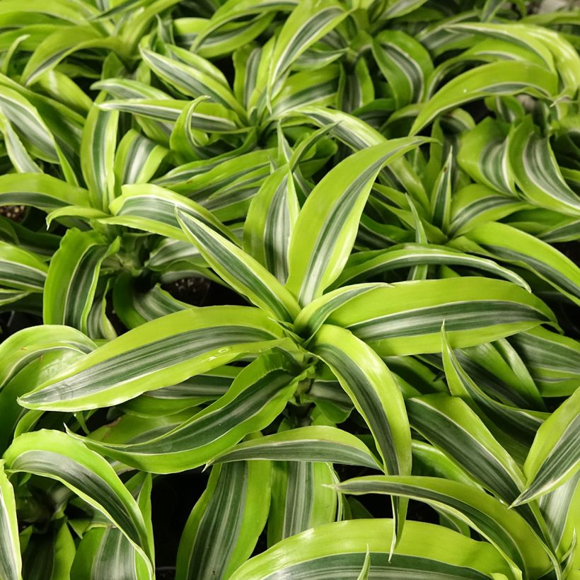 Dracaena Lemon Surprise - Dragonnier  (Feuillage)
