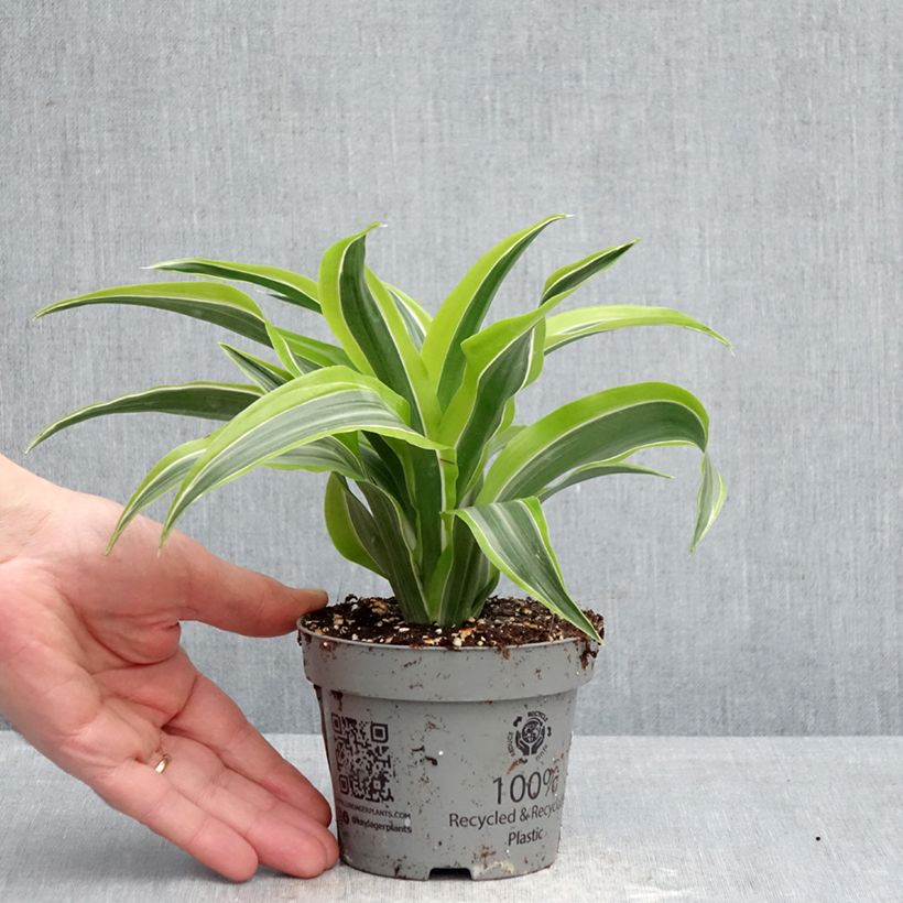 Spécimen de Dracaena Lemon Surprise - Dragonnier  Pot de 12 cm / 13 cm tel que livré au printemps