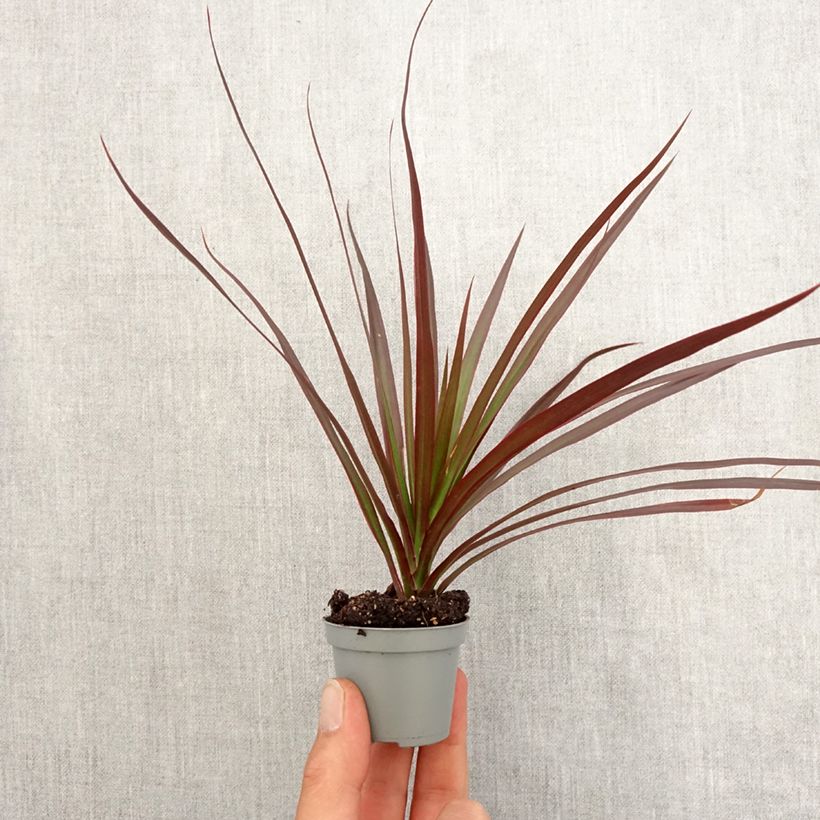 Example of Dracaena Magenta - Dragonnier de Madagascar Mini-plante as you get in printemps