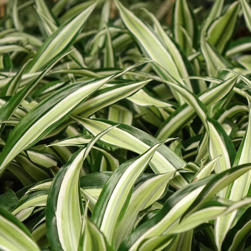 Dracaena Malaika - Dragonnier  (Foliage)
