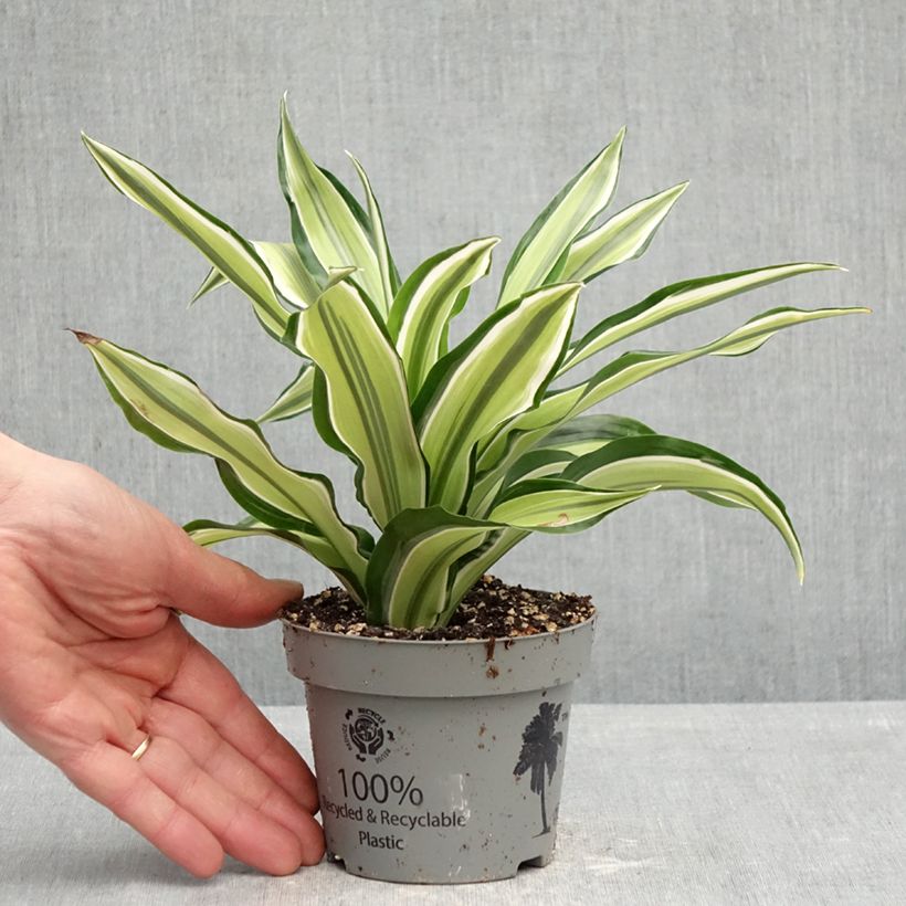 Example of Dracaena Malaika - Dragonnier  Pot de 12 cm / 13 cm as you get in printemps