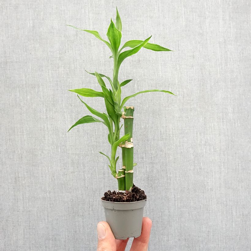 Example of Dracaena sanderiana - Lucky bamboo Mini-plante as you get in printemps