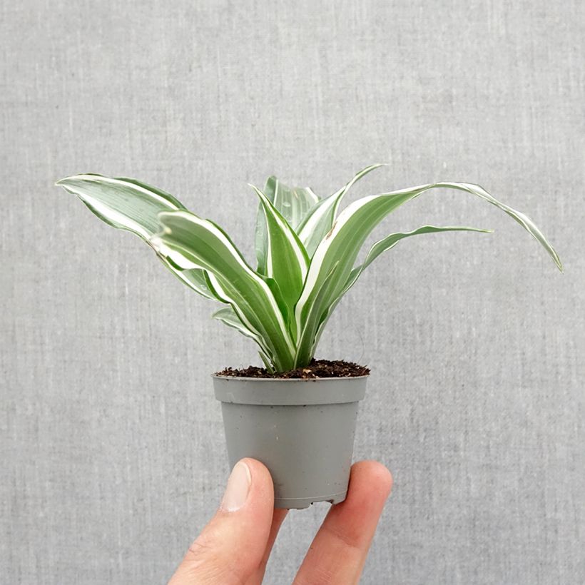Example of Dracaena White Jewel - Dragonnier Mini-plante as you get in printemps