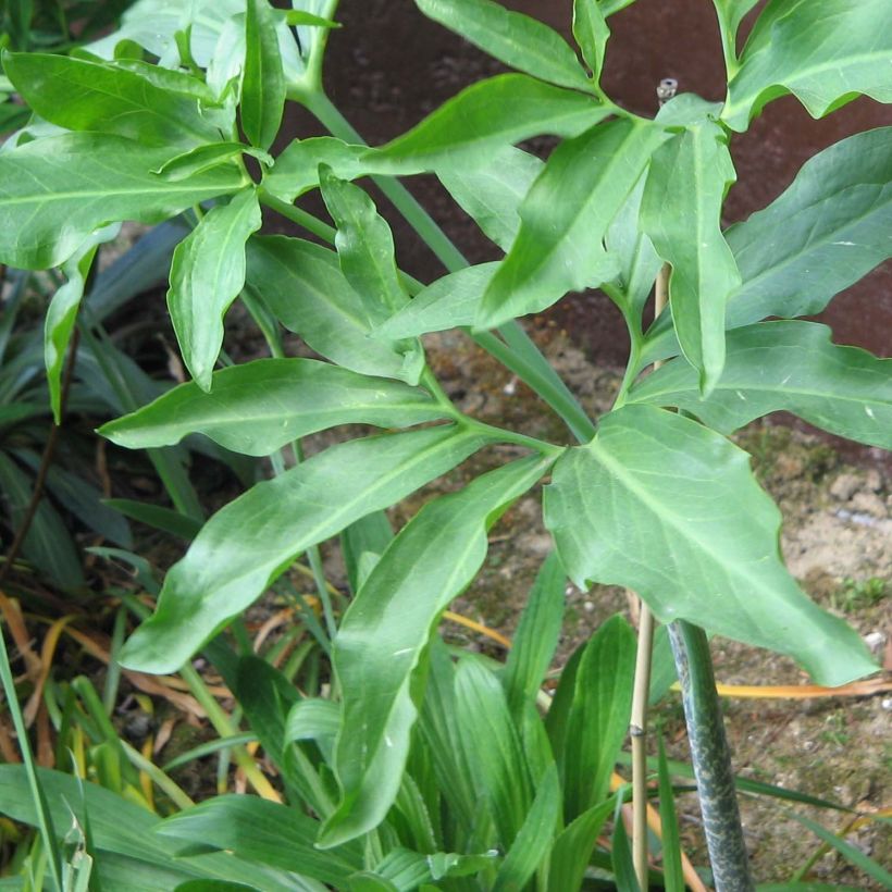Dracunculus vulgaris - Serpentaire commune (Foliage)