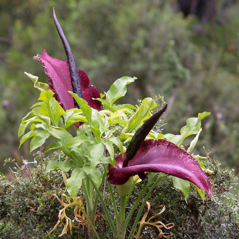 Dracunculus vulgaris - Serpentaire commune (Plant habit)