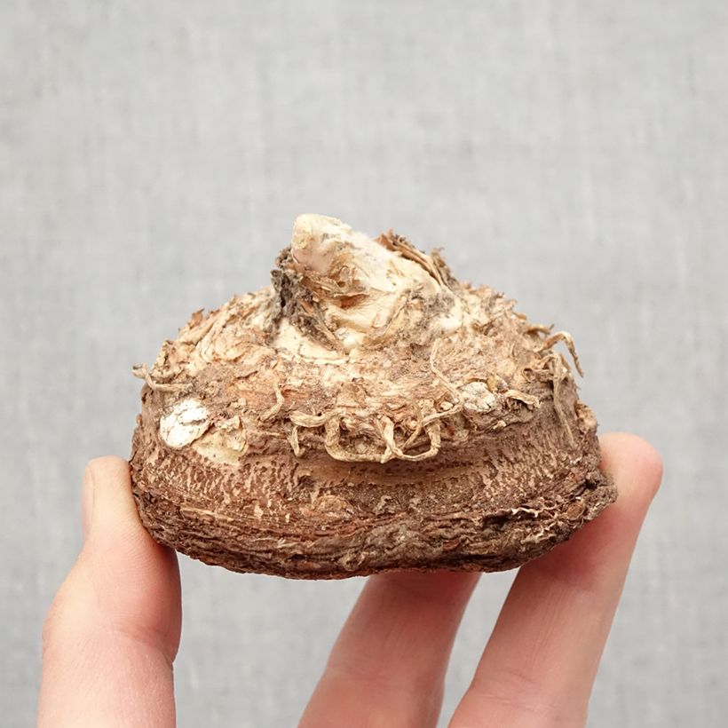 Example of Dracunculus vulgaris - Serpentaire commune Bulbe calibre 13+ as you get in printemps