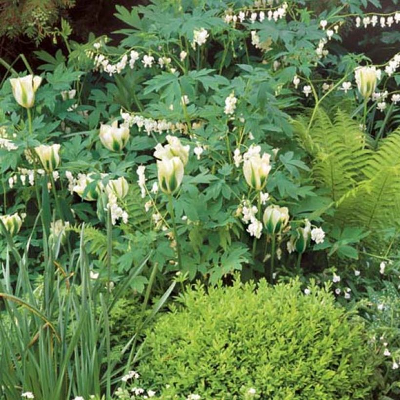 Dryopteris affinis - Fougère (Plant habit)