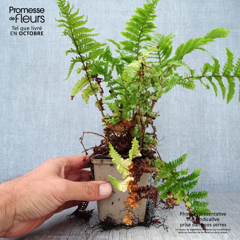 Spécimen de Dryopteris affinis Crispa - Fausse Fougère mâle naine Godet de 8/9 cm tel que livré en automne