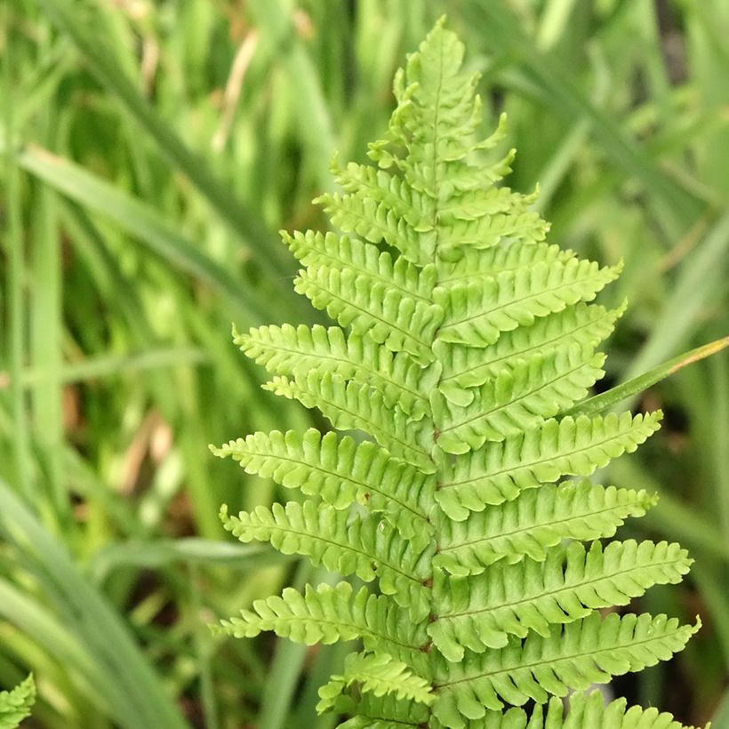 Dryopteris affinis Crispa - Fausse Fougère mâle naine (Feuillage)