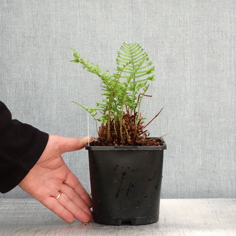 Example of Dryopteris affinis Cristata ou The King - Fausse Fougère mâle Pot de 2L/3L as you get in printemps