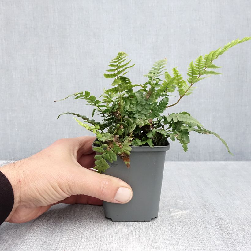 Spécimen de Dryopteris crassirhizoma - Fougère Godet de 8/9 cm tel que livré en automne