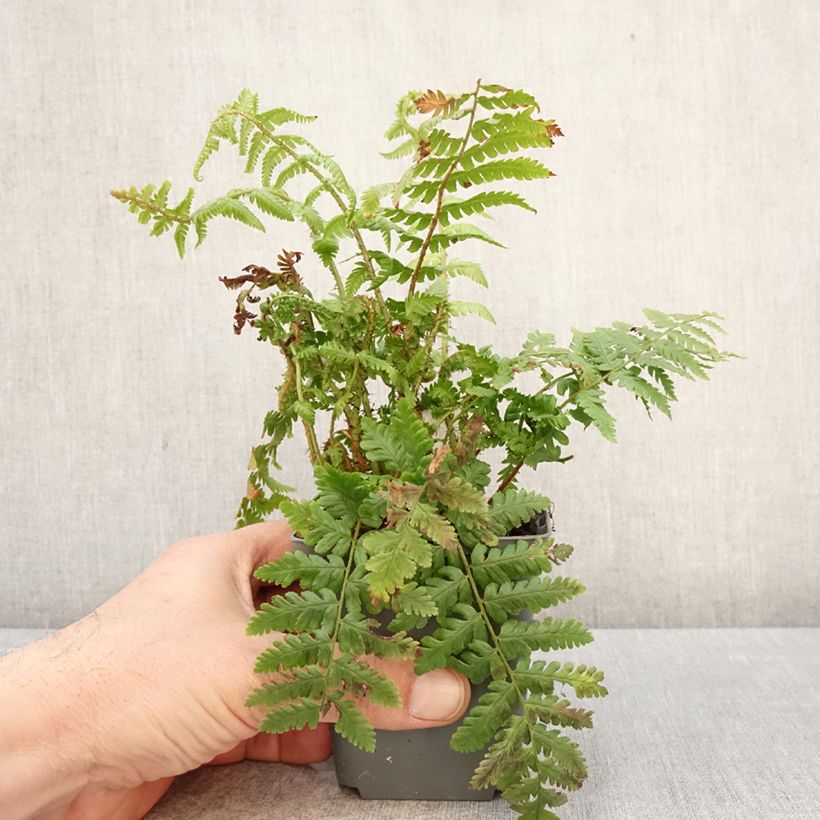 Spécimen de Dryopteris crassirhizoma - Fougère Godet de 8/9 cm tel que livré au printemps