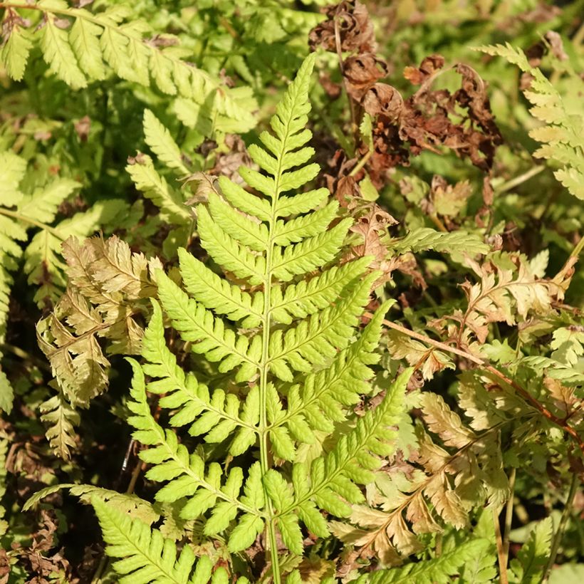Dryopteris dilatata Crispa Whiteside - Fougère (Feuillage)