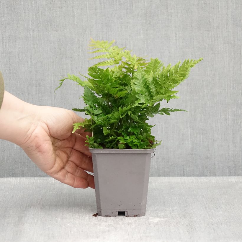 Spécimen de Dryopteris erythrosora - Fougère rose cuivré Godet de 8/9 cm tel que livré en automne