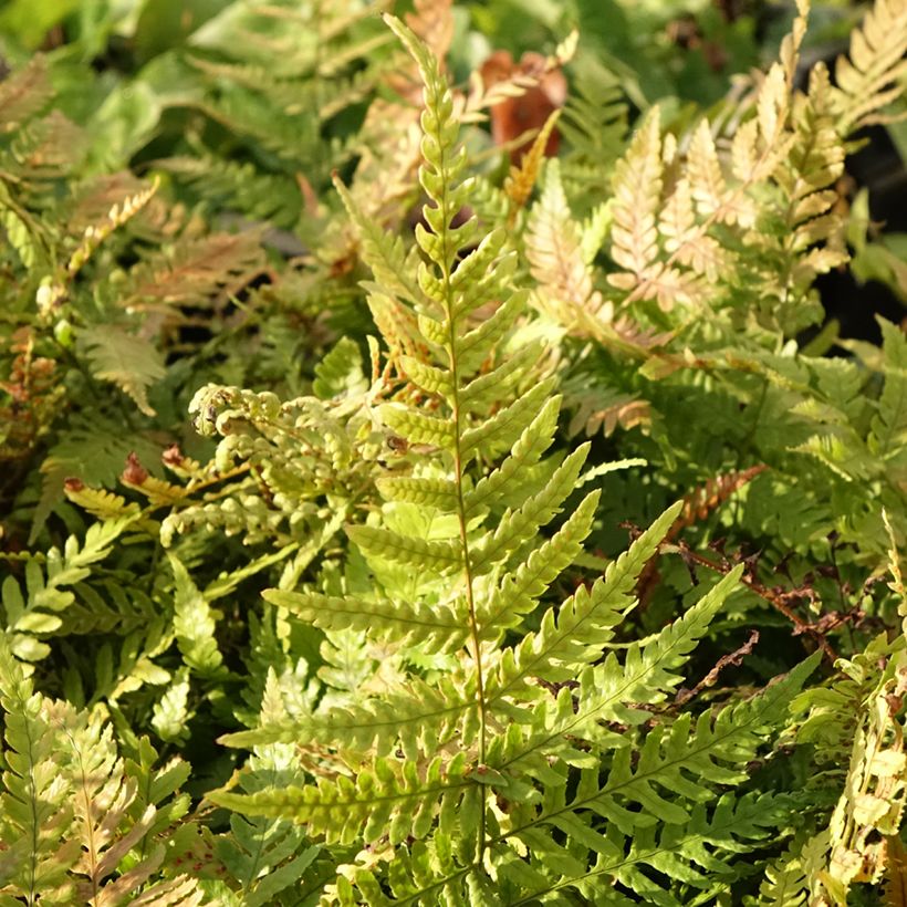 Dryopteris erythrosora Prolifica - Fougère à sores rouges  (Foliage)