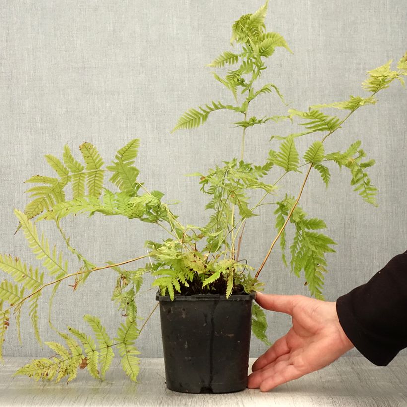 Example of Dryopteris lepidopoda - Fougère Pot de 2L/3L as you get in printemps
