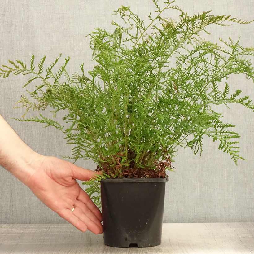 Spécimen de Dryopteris filix-mas Linearis Polydactyla - Fougère mâle Pot de 2L/3L tel que livré au printemps