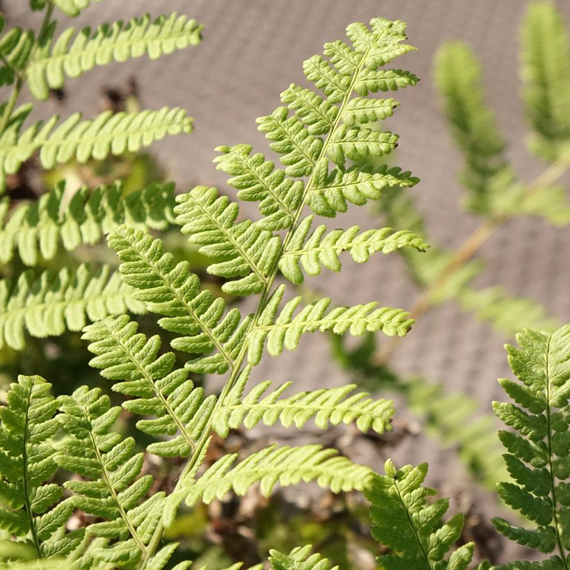 Dryopteris stewartii - Fougère (Foliage)