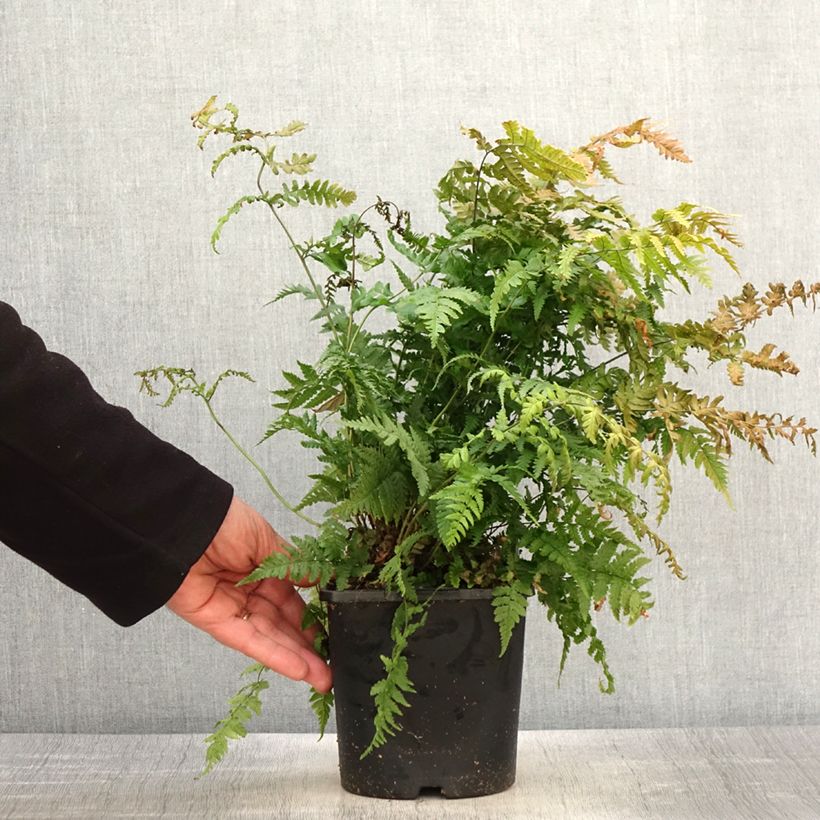 Example of Dryopteris stewartii - Fougère Pot de 2L/3L as you get in printemps
