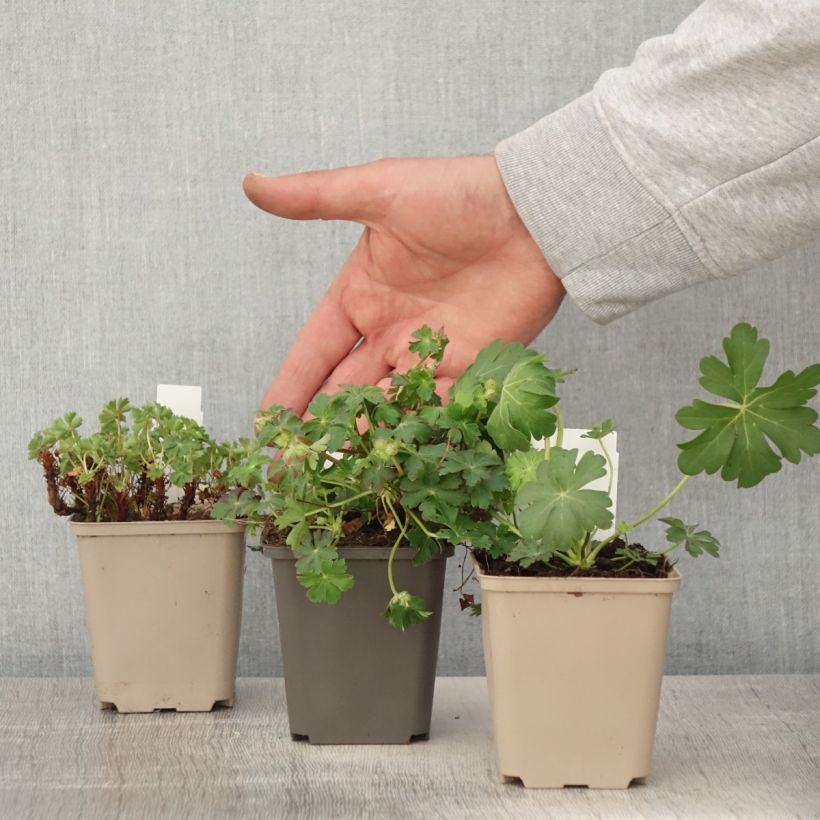 Example of Collection Géraniums vivaces couvre-sol as you get in printemps