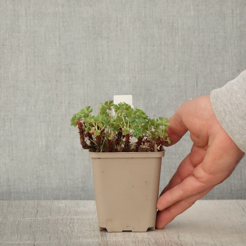 Example of Géranium vivace cantabrigiense Crystal Rose Godet de 8/9 cm as you get in printemps