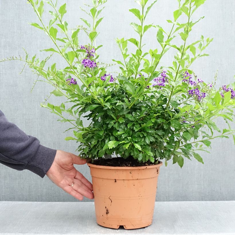 Spécimen de Duranta repens ou erecta - Vanillier de Cayenne Pot de 4L/5L tel que livré au printemps