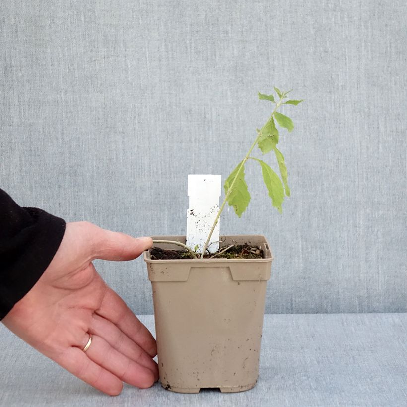 Spécimen de Duranta repens ou erecta - Vanillier de Cayenne Pot de 1L/1,5L tel que livré au printemps