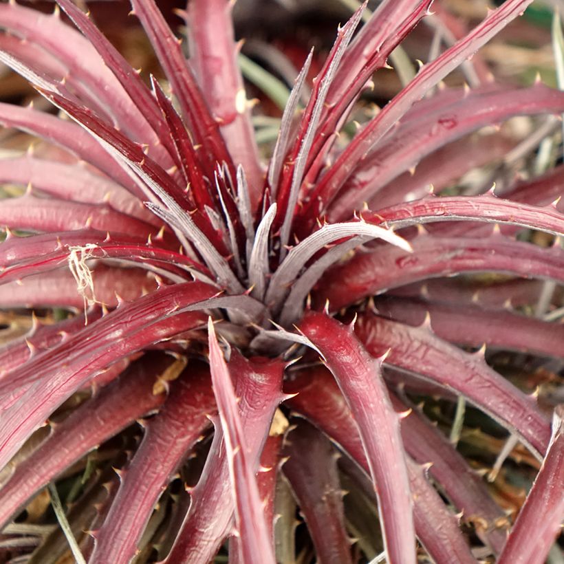 Dyckia Burgundy Ice - Broméliacée (Foliage)