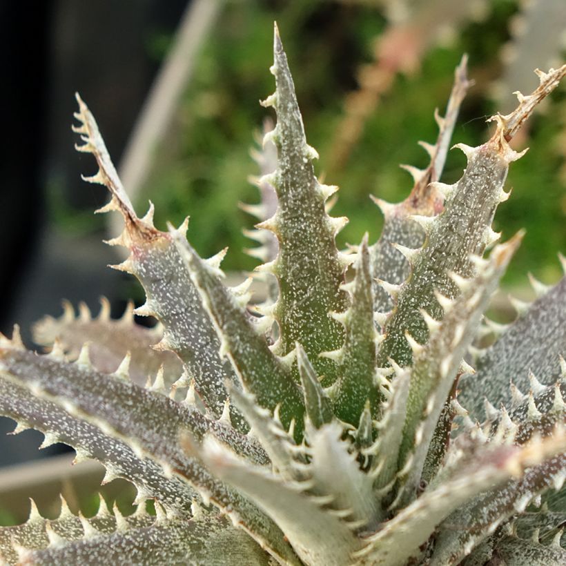 Dyckia Grand Marnier (Feuillage)