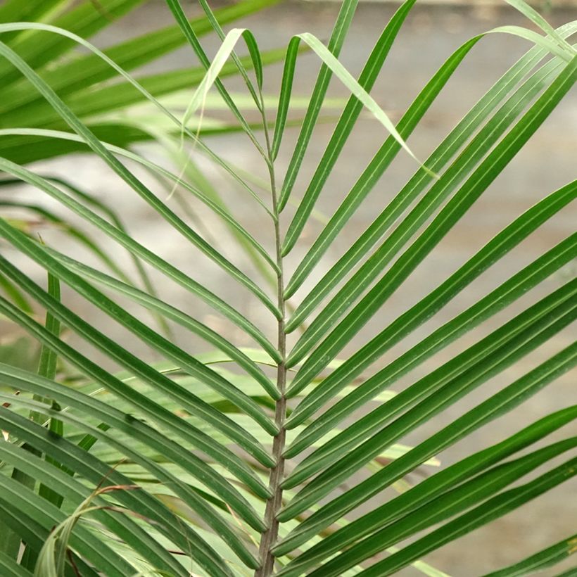 Dypsis decaryi - Palmier triangle (Foliage)