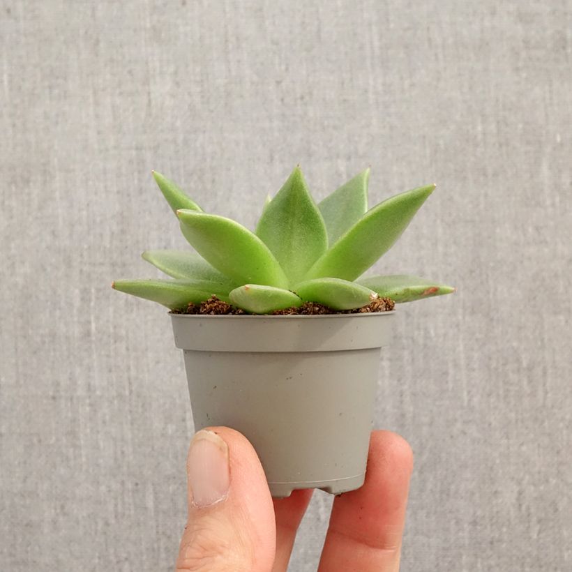 Spécimen de Echeveria agavoides Mini-plante tel que livré au printemps