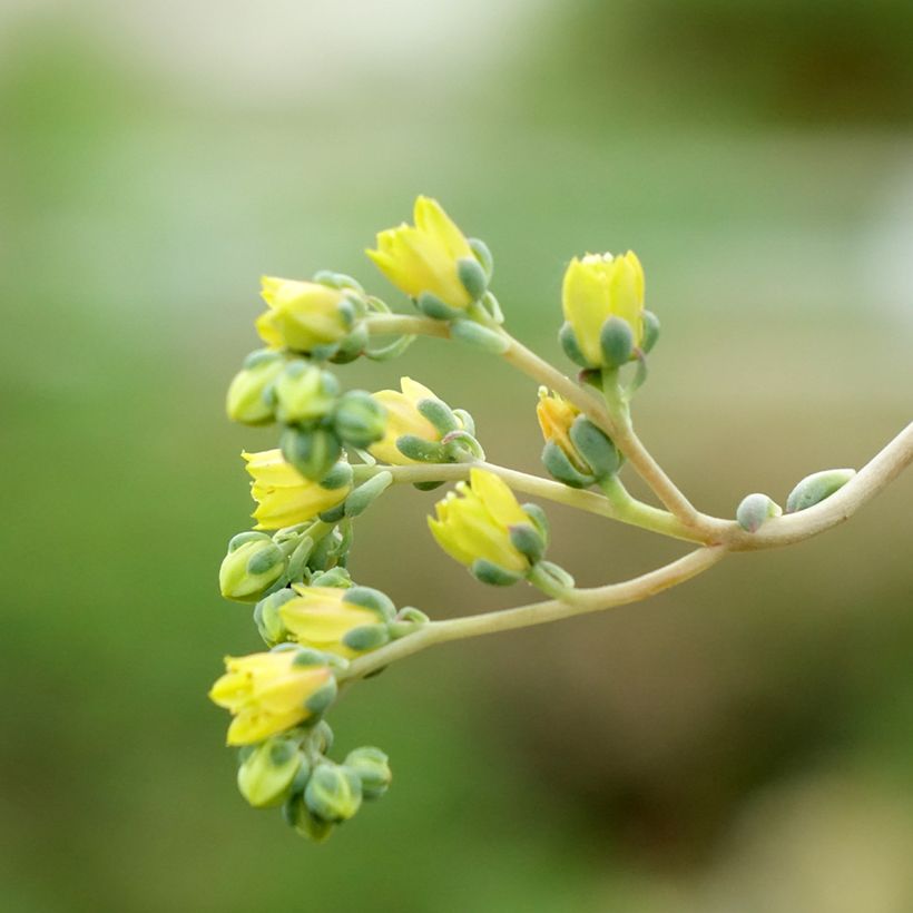 Echeveria agavoides (Flowering)