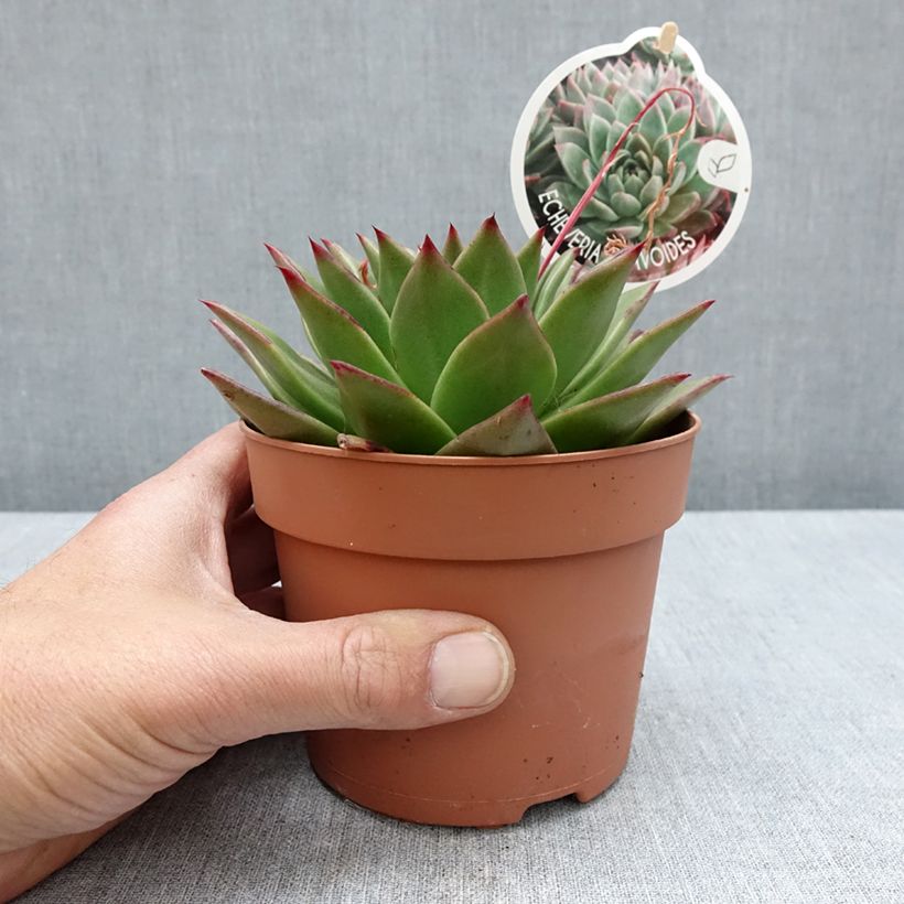 Example of Echeveria agavoides Pot de 1L/1,5L as you get in printemps