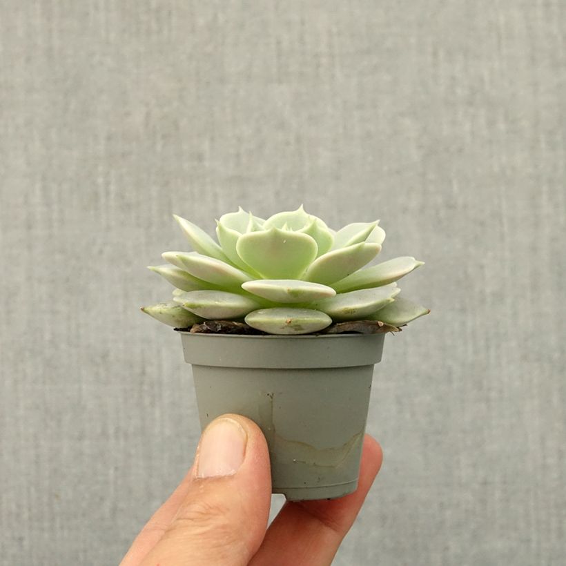 Spécimen de Echeveria Lola Mini-plante tel que livré au printemps