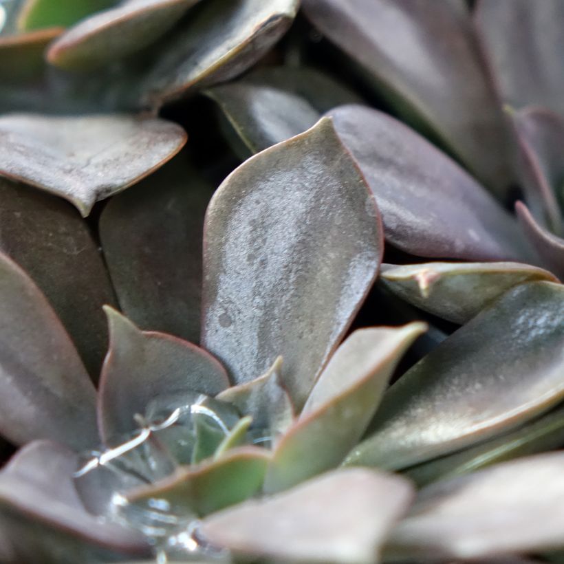 Echeveria Nina (Feuillage)