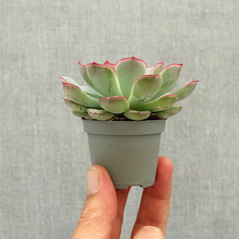 Spécimen de Echeveria pulidonis Mini-plante tel que livré au printemps